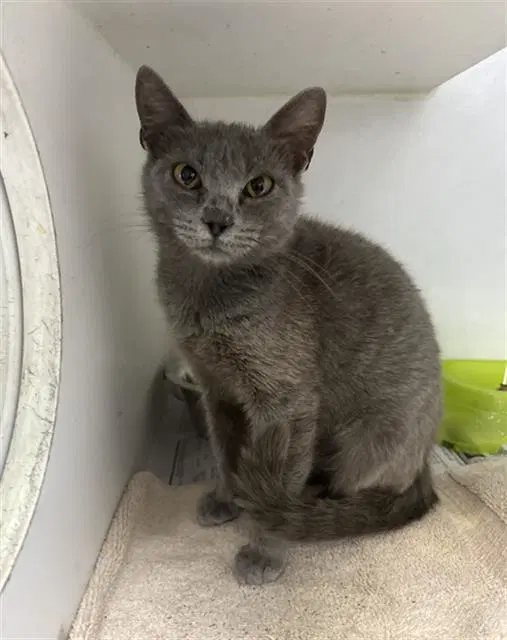 Piper - Domestic Short Hair