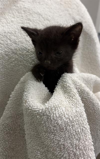 ELLIE, an adoptable Domestic Short Hair in Rosenberg, TX