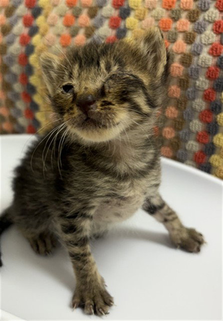 PETE - Domestic Short Hair available for adoption