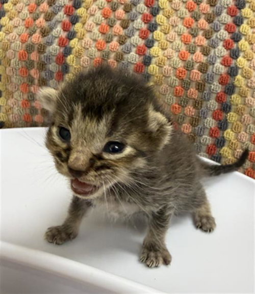 A053508, an adoptable Domestic Short Hair in Rosenberg, TX