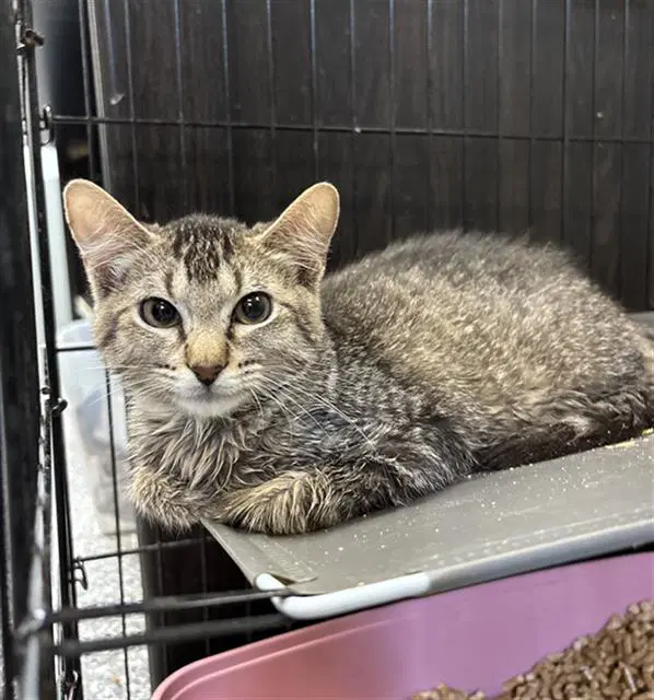 Pickles - Domestic Short Hair