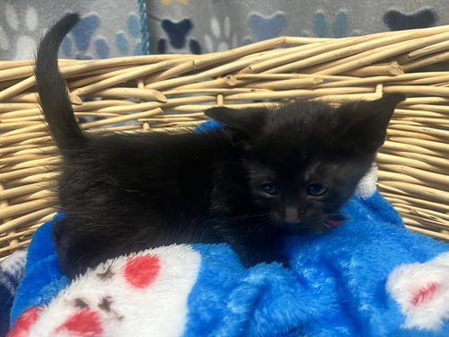 STRATT, an adoptable Domestic Short Hair in Rosenberg, TX