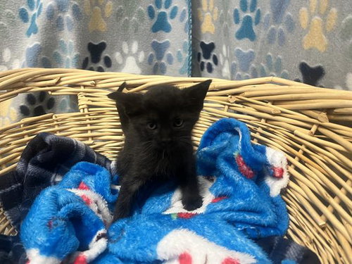 EVA, an adoptable Domestic Short Hair in Rosenberg, TX