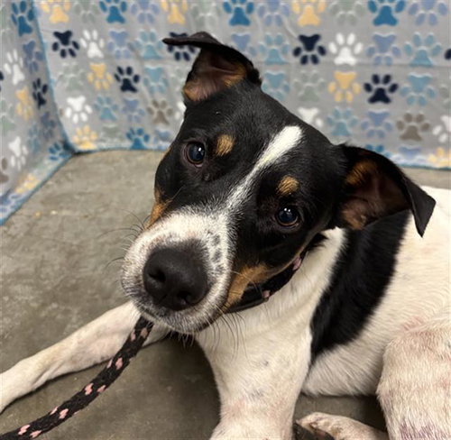 TY, an adoptable Jack Russell Terrier in Rosenberg, TX