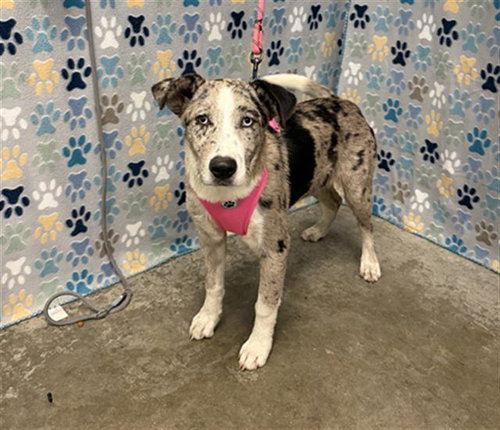 MARGOT, an adoptable Collie in Rosenberg, TX