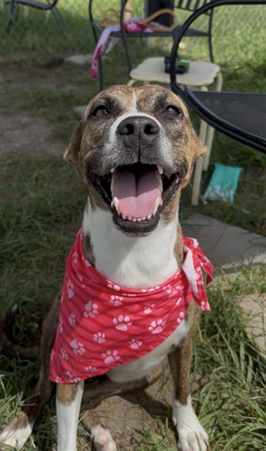 picture of the dog needing adoption