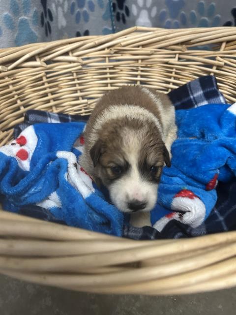 OMEN