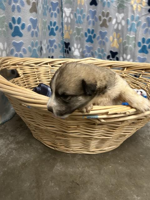 HALESTORM, an adoptable Great Pyrenees in Rosenberg, TX