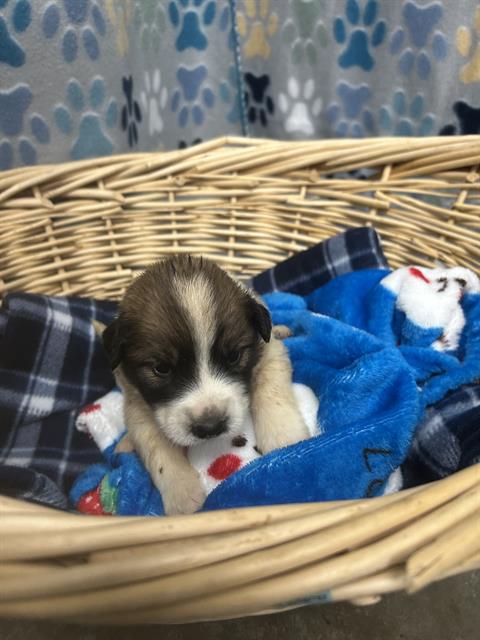 REVERSE, an adoptable Great Pyrenees in Rosenberg, TX