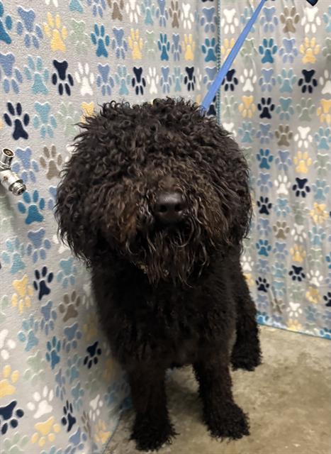 SHAGGY, an adoptable Poodle in Rosenberg, TX
