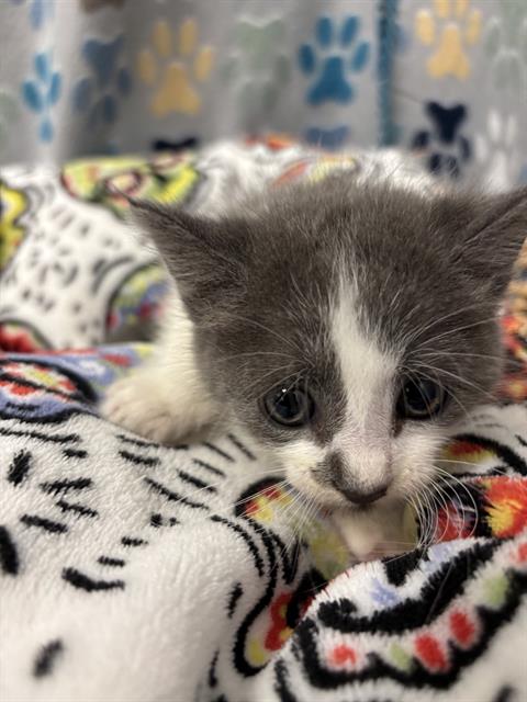 SPARROW, an adoptable Domestic Short Hair in Rosenberg, TX