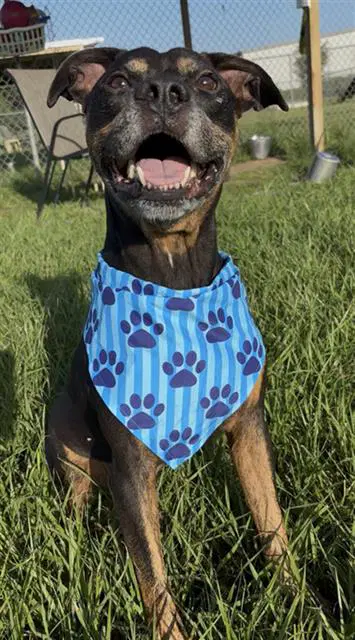 Ozzy - Pit Bull Terrier