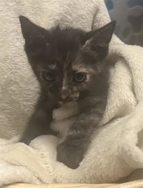 Miley - Domestic Short Hair