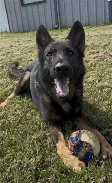 Dusty - German Shepherd Dog