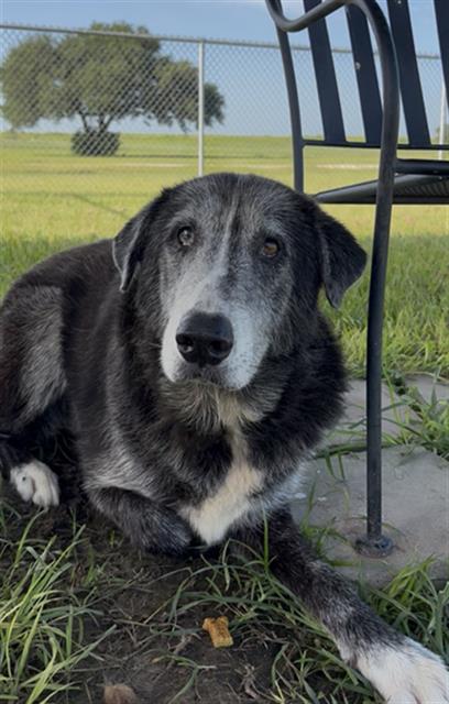 MABLE, an adoptable Labrador Retriever in Rosenberg, TX