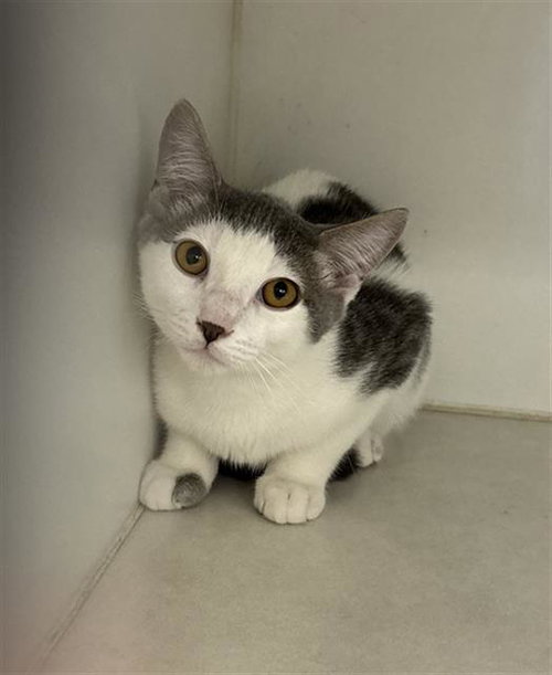 TAMALE, Young Domestic Short Hair (medium coat), cat for adoption in League City, Texas