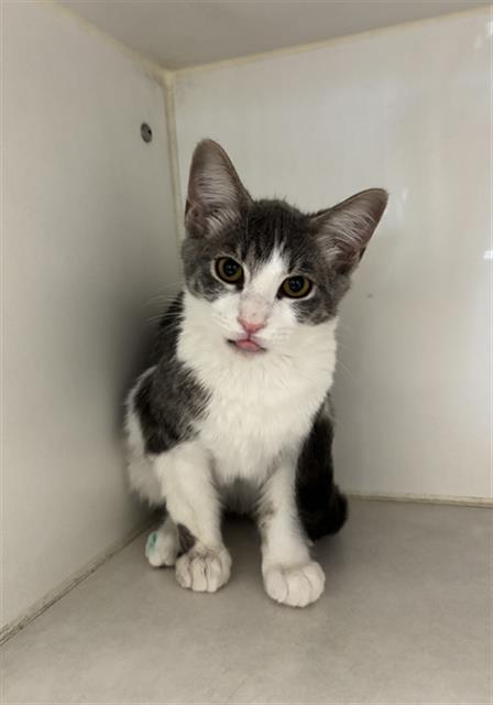 ELOTE, Young Domestic Short Hair (medium coat), cat for adoption in League City, Texas