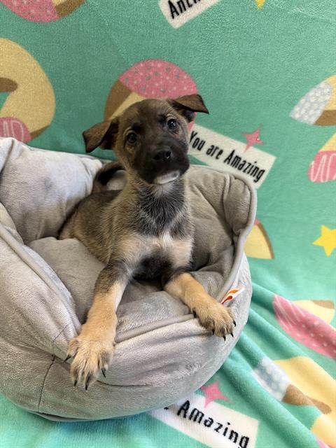 AMY - German Shepherd Dog available for adoption
