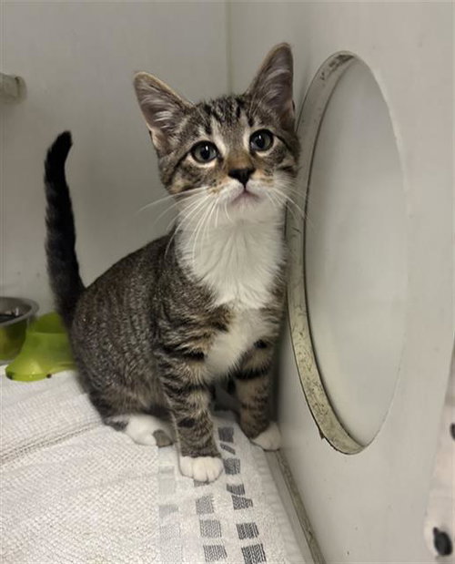 picture of the cat needing adoption