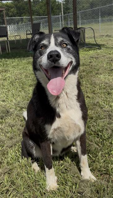 JULIE, an adoptable Border Collie in Rosenberg, TX