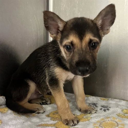 HOWARD - German Shepherd Dog available for adoption