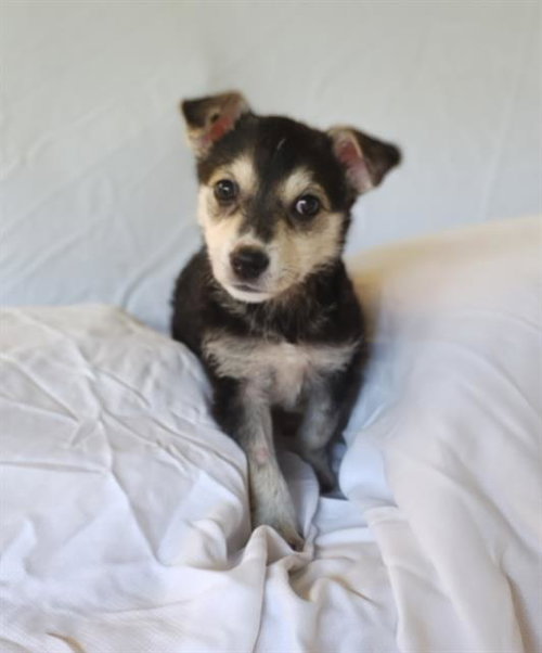 EVIE, an adoptable German Shepherd Dog in Rosenberg, TX