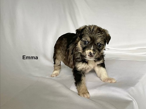 EMMA