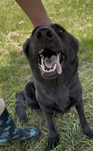 Stringbean - German Shepherd Dog