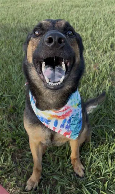 Dave - German Shepherd Dog