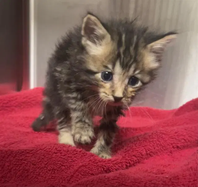 Steven - Domestic Short Hair