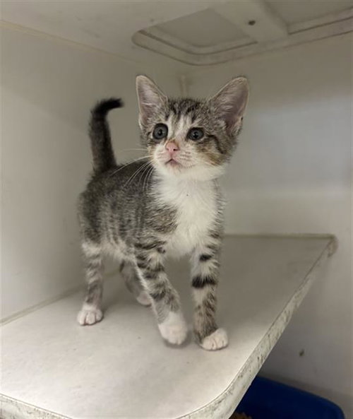picture of the cat needing adoption