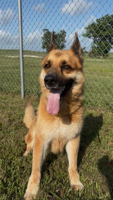 NESTLE, an adoptable German Shepherd Dog in Rosenberg, TX