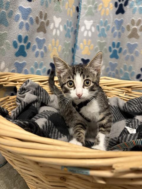 ATLAS, Baby Domestic Short Hair (medium coat), cat for adoption in Rosenberg, Texas