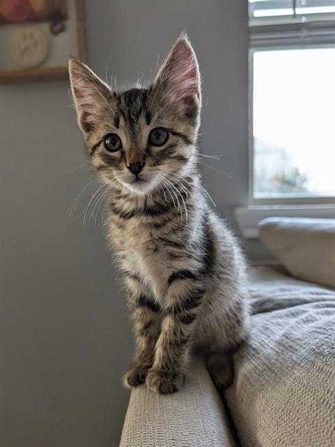 WILLOW, Baby Domestic Short Hair (medium coat), cat for adoption in League City, Texas