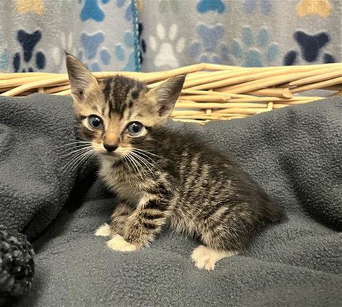 LOGAN, Baby Domestic Short Hair (medium coat), cat for adoption in League City, Texas