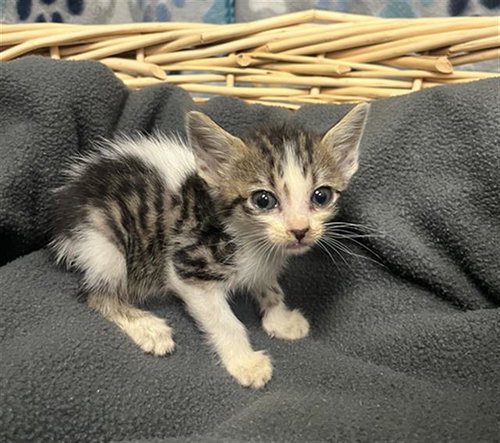 CARLOS, Baby Domestic Short Hair (medium coat), cat for adoption in League City, Texas
