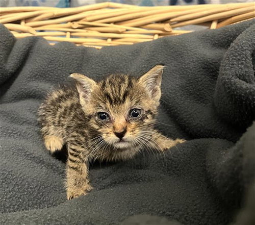 KENDALL, Baby Domestic Short Hair (medium coat), cat for adoption in League City, Texas