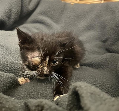 JAMES, Baby Domestic Short Hair (medium coat), cat for adoption in League City, Texas