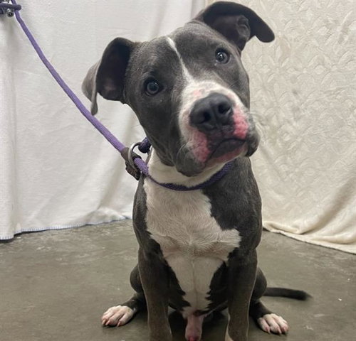 SHADOW, an adoptable Staffordshire Bull Terrier in Rosenberg, TX