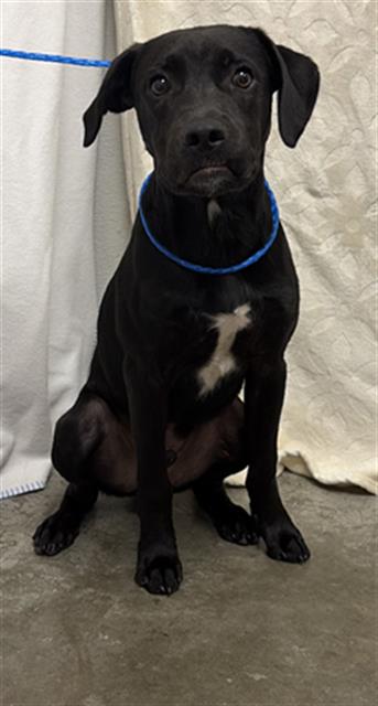 MATER, an adoptable Labrador Retriever in Rosenberg, TX