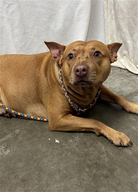 DULCE, an adoptable Pit Bull Terrier in Rosenberg, TX