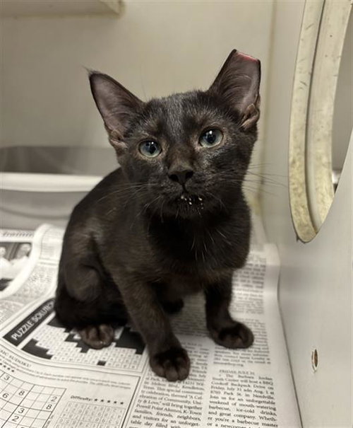 GWEN, a cat for adoption from Fort Bend County Animal Services