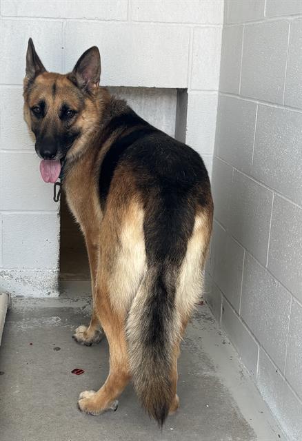 CHASE, an adoptable German Shepherd Dog in Rosenberg, TX
