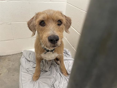 A054162, an adoptable Border Terrier in Rosenberg, TX