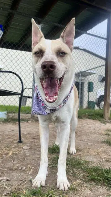 Meredith - Carolina Dog