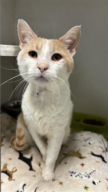 picture of the cat needing adoption
