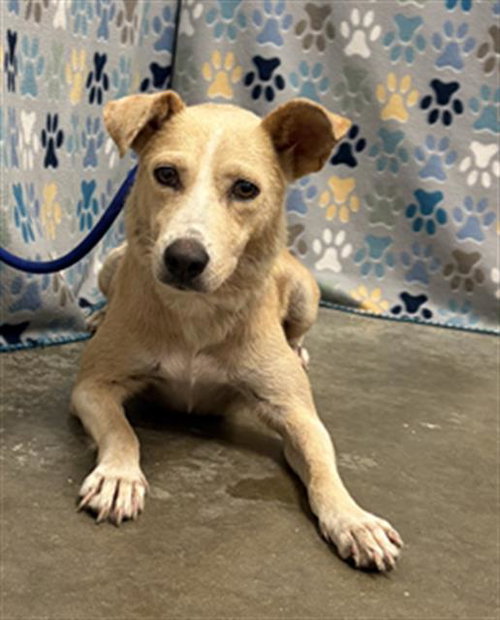 picture of the dog needing adoption