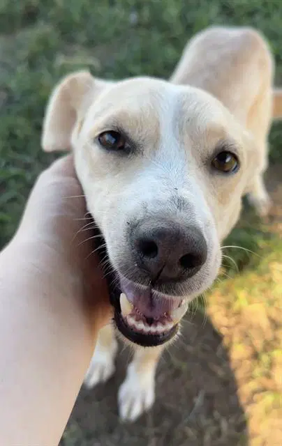 Unknown - Labrador Retriever