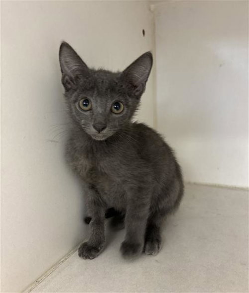 HENRY, a cat for adoption from Fort Bend County Animal Services