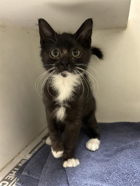 picture of the cat needing adoption
